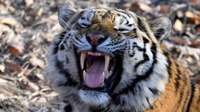 В Приморье охотнадзор поймал браконьеров благодаря амурскому тигру