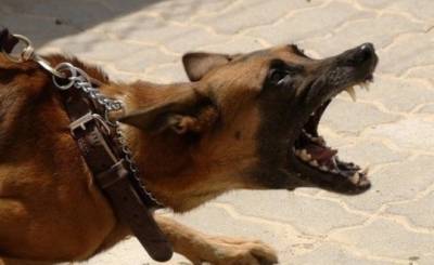 В Чистополе прокуратура потребовала от властей защитить людей от нападения собак