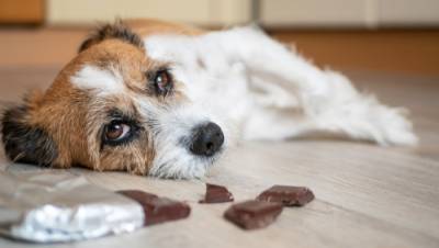 Женщина пожаловалась на соседей в суд: закормили моих собак шоколадом