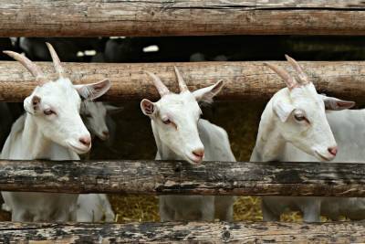 В 2021 году в Удмуртии откроется 2 крупные фермы по разведению коз