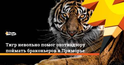 Тигр невольно помог охотнадзору поймать браконьеров вПриморье