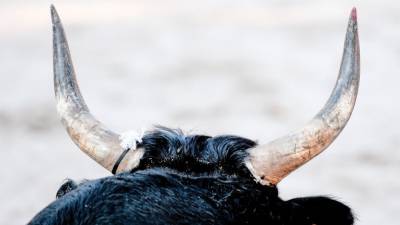 Житель Саратовской области "нашел смерть" на рогах быка