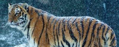 В Приморье амурский тигр «помог» охотнадзору выявить факт браконьерства