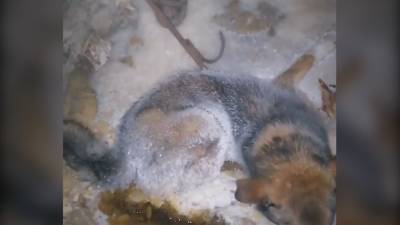 Собаку с обморожением спасли сотрудники больницы в Якутии.