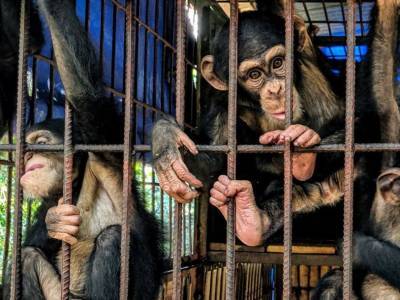 Выявлен виновник таинственной болезни шимпанзе