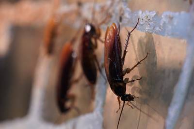 Россиянам назвали способы борьбы с чужими тараканами