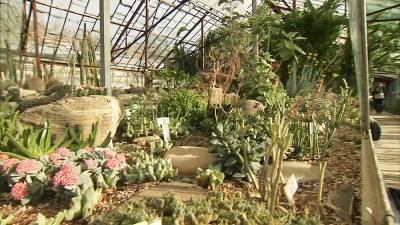 Весна среди зимы: Ботанический сад в Крыму встречает гостей жасмином и орхидеями