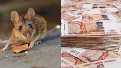 Костромской бухгалтер обвинила в пропаже более 170 тысяч рублей мышей