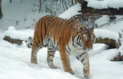 В Приморье тигр «помог» охотнадзору поймать браконьеров