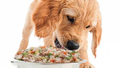 Человеческая диета может быть полезна для собак – и удобна для хозяев