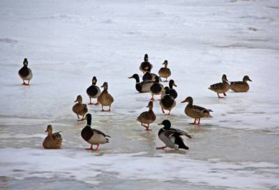 Зимующие утки на реке в Кингисеппе попозировали фотографу