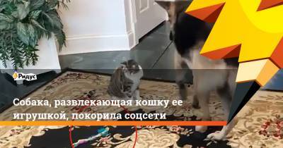 Собака, развлекающая кошку ее игрушкой, покорила соцсети