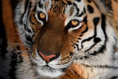 Тигр помог поймать браконьеров в российском регионе
