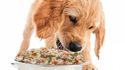Человеческая диета может быть полезна для собак и удобна для хозяев