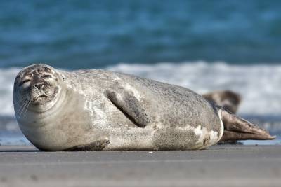 На туркменском побережье Каспийского моря обнаружены сотни мертвых тюленей и рыб
