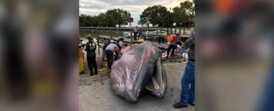 На берег Флориды выкинуло тушу кита неизвестного вида