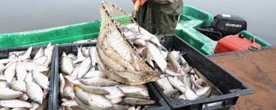 В России примут поправки, которые повысят эффективность рыболовецкой отрасли