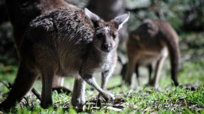Внезапно: Австралия перенаселена кенгуру, и учёные не знают, что с этим делать