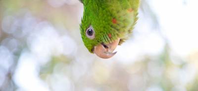 Спасли редкого попугая: в Бразилии для птицы сделали новый клюв
