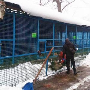В Черниговской области из-за нападения тигра погиб сотрудник зоопарка. Фото. Видео