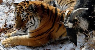 Амурский тигр съел собаку, но помог охотнадзору поймать браконьеров