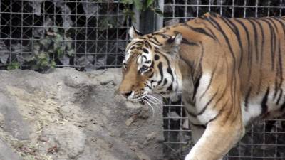 В Приморье амурский тигр помог задержать браконьеров