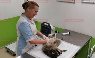 Зоолог раскрыл дальнейшую судьбу спасённого из-под капота автомобиля в Домодедове енота