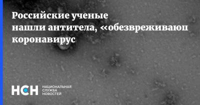 Российские ученые нашли антитела, «обезвреживающие» коронавирус