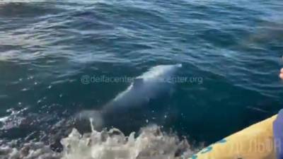 Дельфин-альбинос: у берегов Сочи заметили редкого китообразного