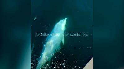 Видео из Сети. Дельфин-альбинос: у берегов Сочи заметили редкого китообразного
