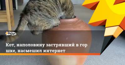 Кот, наполовину застрявший вгоршке, насмешил интернет