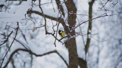 Орнитолог парка «Сокольники» рассказала, чем можно подкармливать птиц в морозы
