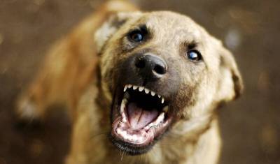 В Иванове Росгвардия спасла прохожую от стаи агрессивных собак