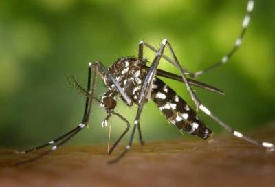 Ученые: Комаров можно отучить узнавать запах людей и заставить бояться резких движений