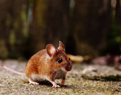 Ученые: Сперматозоиды мышей травят друг друга в борьбе за яйцеклетку