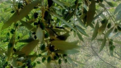 Оливковый "завод" возрастом 6600 лет найден в Израиле
