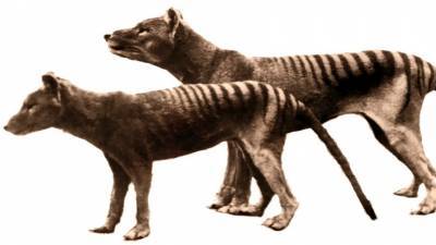 Тасманский волк мог дожить до XXI века