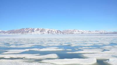 Ядовитый фитопланктон изменит будущее Арктики