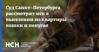 Суд Санкт-Петербурга рассмотрит иск о выселении из квартиры кошки и попугая