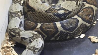 Новосибирский зоопарк показал, как выглядит самая красивая змея на Земле