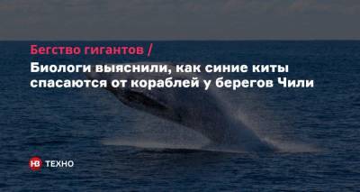 Бегство гигантов. Биологи выяснили, как синие киты спасаются от кораблей у берегов Чили