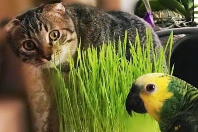 Попугай и кошка могут пополнить ряды петербургских бездомных