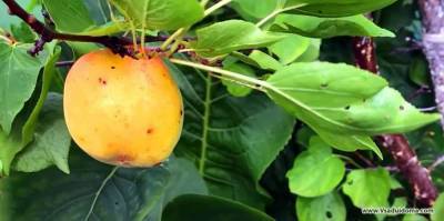 Почему абрикос в Средней полосе обильно цветет но не плодоносит?