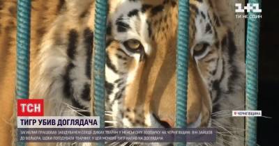 Убитый тигром работник дружил с хищником более трех лет: теперь решается судьба животного