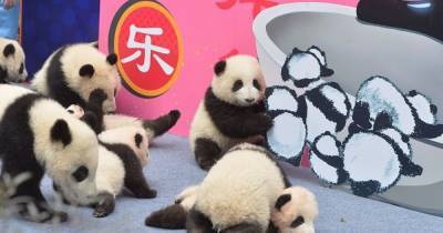 В Китае показали девять маленьких панд, родившихся во время пандемии - focus.ua - Китай - Чэнд - провинция Сычуань