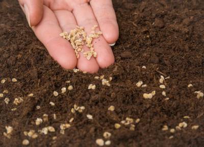 Чем обработать семена перед высадкой? Список самых действенных препаратов