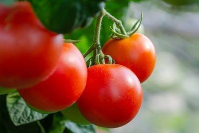 В России взлетели цены на помидоры