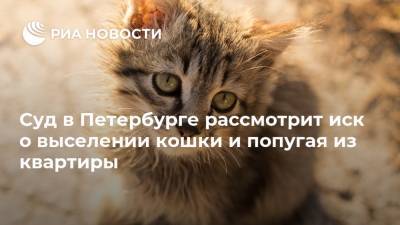Суд в Петербурге рассмотрит иск о выселении кошки и попугая из квартиры