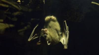 Биологи связали появление COVID-19 с ростом видового разнообразия летучих мышей