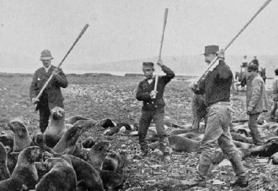 «Тюленья война»: как норвежцы уничтожали животных в СССР